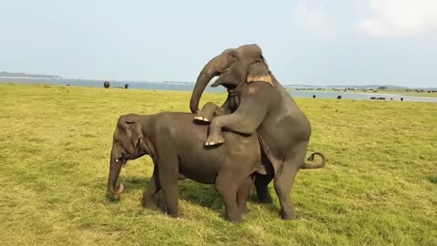 Sri Lanka Wild Elephant | Elephant intercourse in Minneriya National park Sri Lanka