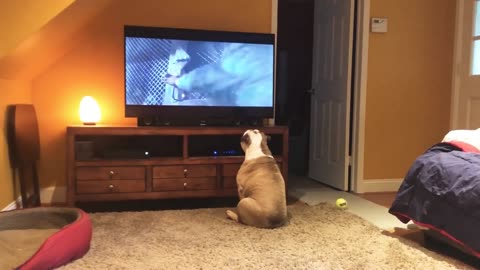 Bulldogs Frantically Warn TV Canine Of Danger in Classic Horror Scene