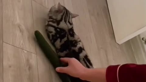 cat vs cucumber