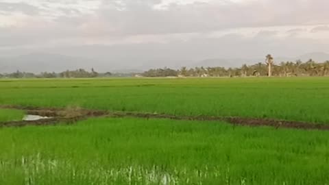 Rice field