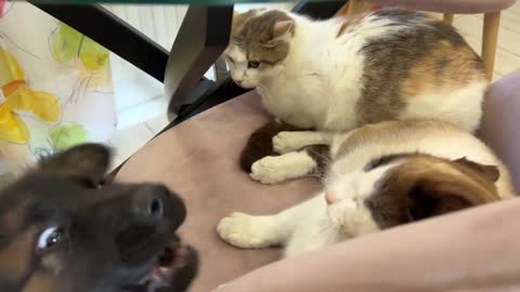 German Shepherd Puppy Reacts to Cats