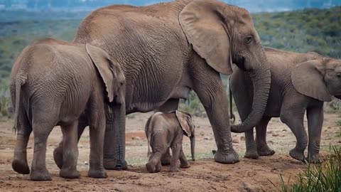 elephant famly togather playing