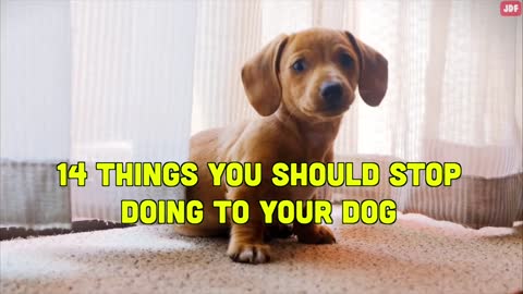 14 Things You Must Stop Doing to Your Dog