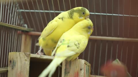 See the mating of birds and their celebration of Christmas