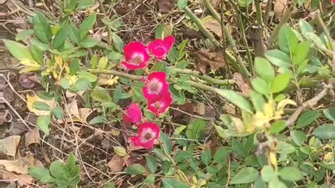 These little red flowers grow very nicely