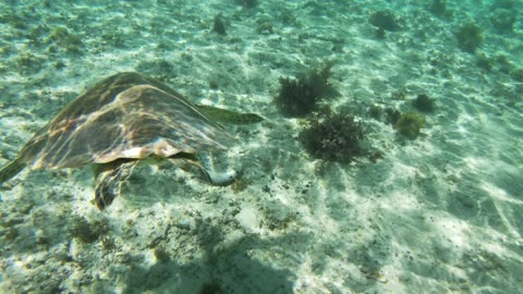 underwater nature