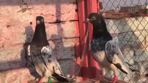 pigeon tadeey pigeon beautiful breeder pair