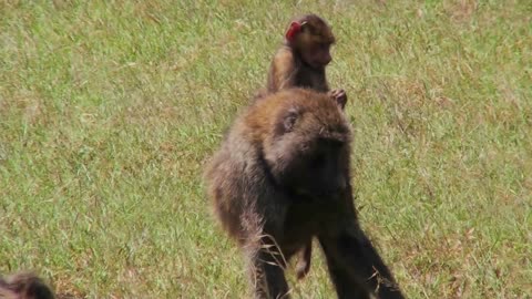 a baby baboon rides on her mothers