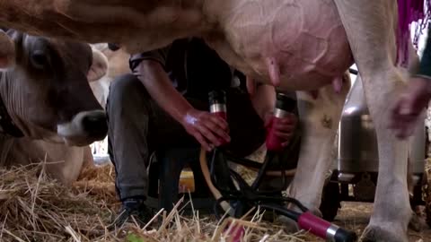 Smart collars help Tunisian farmers track cows' health