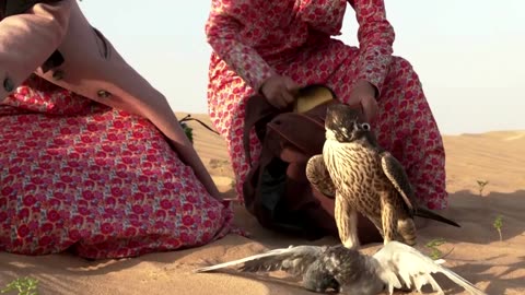 The Emirati falconer flying high in a male-dominated sport