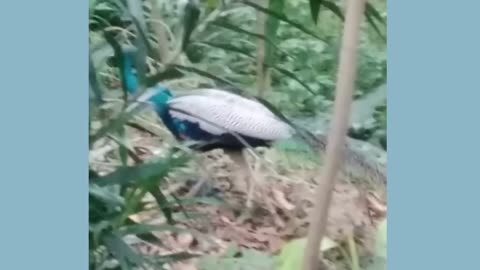 beautiful peacock