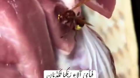 SUBHAN ALLAH💗 ALLAH PAK KI QUDRAT💗