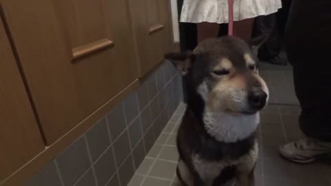 O nome de adogbitten por apoisonous snake_is lucky_, um cão de shiba domesticado por víboras