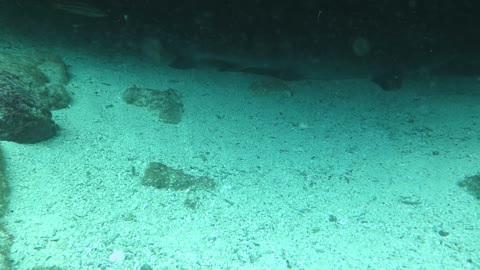 White tip shark taking a breather!