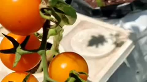 Using hydroponics to grow vegetables at home and growing luscious cherry tomatoes without soil