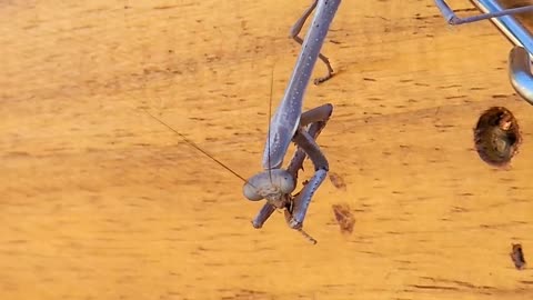 Praying Mantis Catches Bees