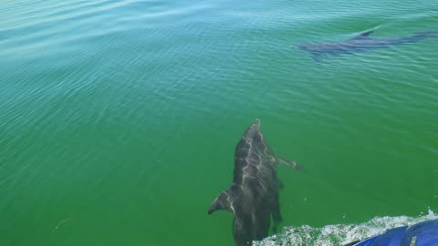 Anclote Key Dolphins