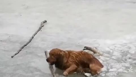 Brave dog 🐕