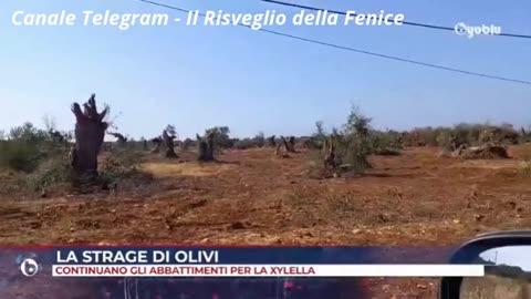 ITALIA, CIBO: Olivi e Fotovoltaico, Puglia 2024