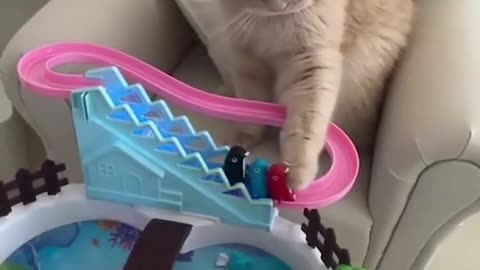 cute kitty fun videos - don't laugh #funny cats