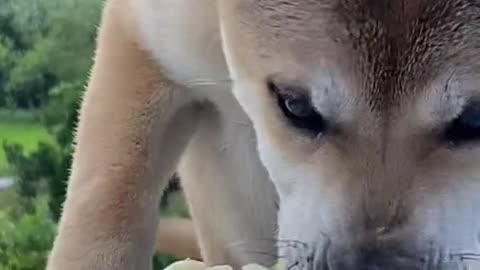 Eggs-quisite Appetite Ravenous Female Dog Devours Breakfast