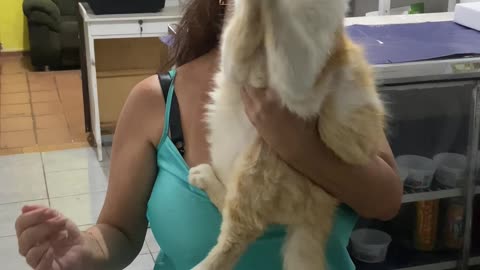 Cat Claps Along To Birthday Song