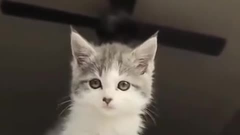 Adorable kitten | Funny Cat Shorts Videos 😀😅😂🤣🤣🤣