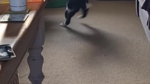 Cat Adds Her Own Decoration to the Christmas Tree