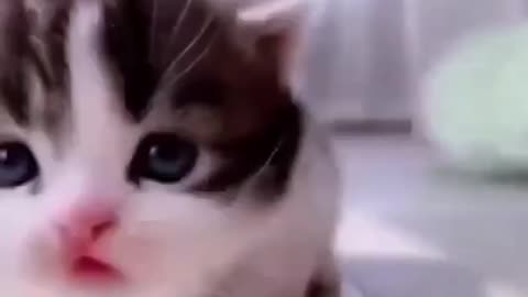 Cute cat walking