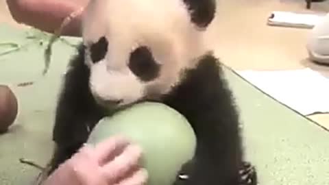 Panda: What are you doing