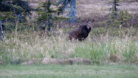 New Baby Moose has sad day