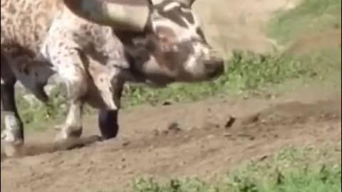 Look, these two cows are fighting, and their horns are their weapons