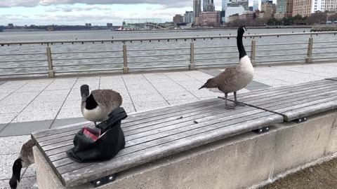 Geese_Couple_Eating_From_My_Bag