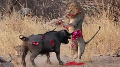 A fierce fight to the death between a lion and a buffalo worth watching 2016