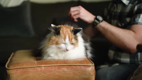 Man Holding a Cat Short Vedio