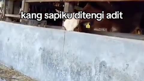 Sapi