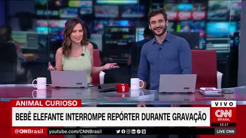 Bebê elefante interrompe repórter durante gravação | LIVE CNN