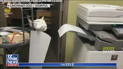 copier cockatoo