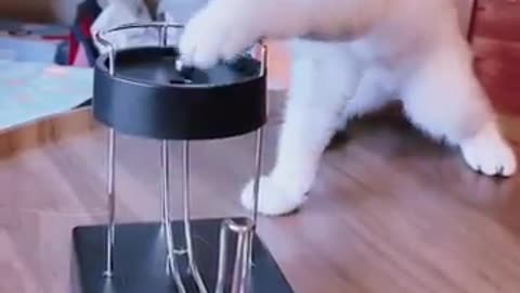 Funny cat playing with magnetic ball