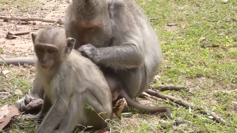 Aghast! The Brutal Moment When the Fierce Lion Couldn't Avoid The Giant Lizard Bites| Wildlife 2023