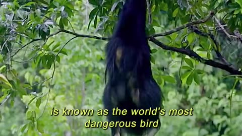 The most dangerous bird