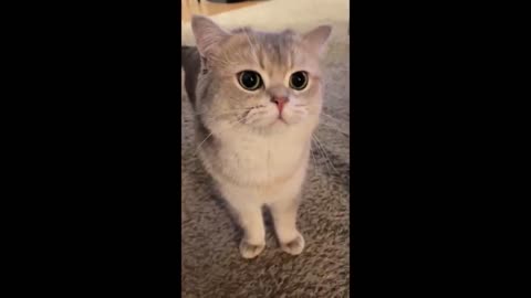 Cute Cat Cash's meow talk COMPILATION 01 _ meow__cash