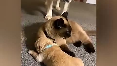 Cat Comforts Crying Puppy During Mom's Break