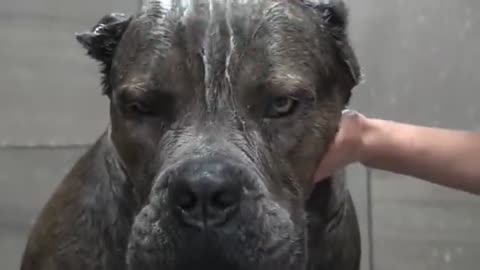 BIG SCARY Cane Corso Dog