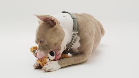 The video shows a dog playing with a doll