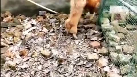 Chicken Funny Dog Fight Videos