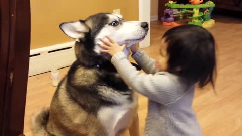 Baby Loves Siberian Husky Dog!