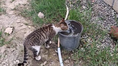 I fed a cute street cat. This cat is so cute.