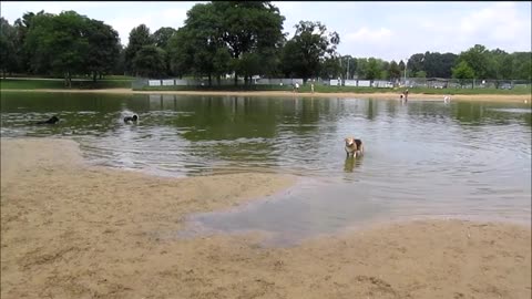 Bow Wow Beach - Stow Ohio Dog Park