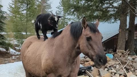 Horse Helps Goat Get Some Height